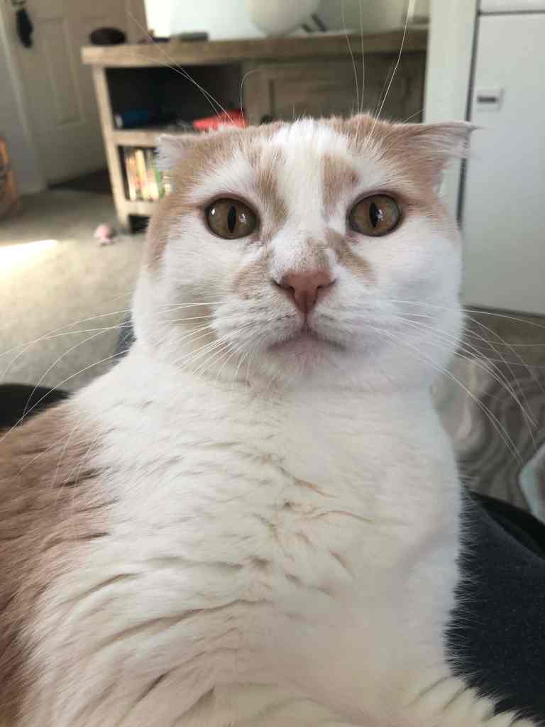 Cal the cat gets ready for another road trip