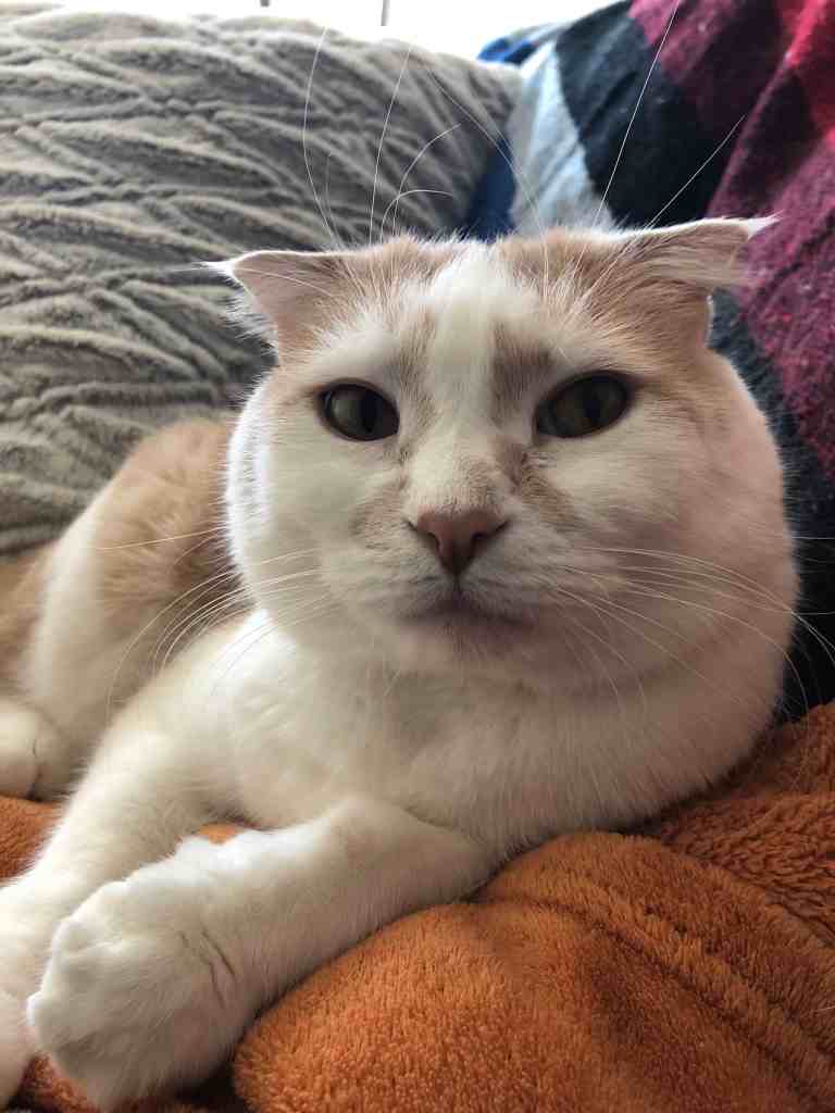 Road Trip with a Cat - trip prep