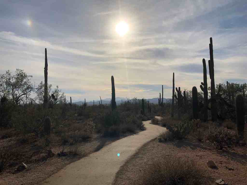 Saguaro National Park outside of Tucson, Arizona