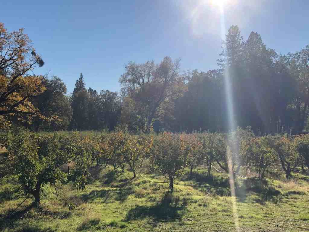 Organic apple orchard in Sonora California