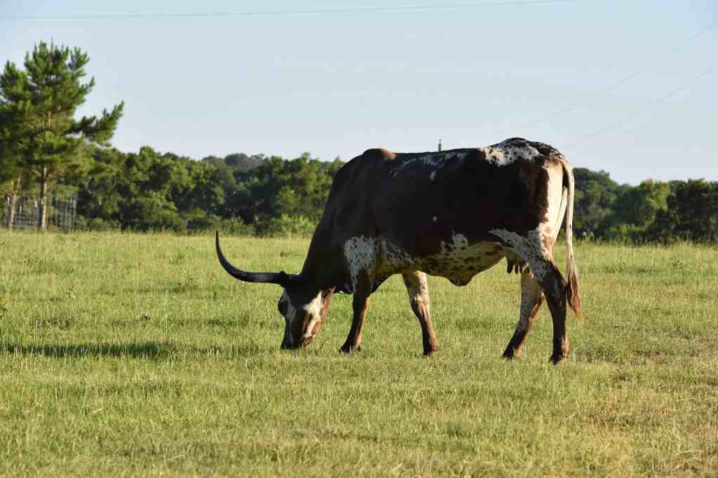 Roadtrip in Texas - Texas Longhorn