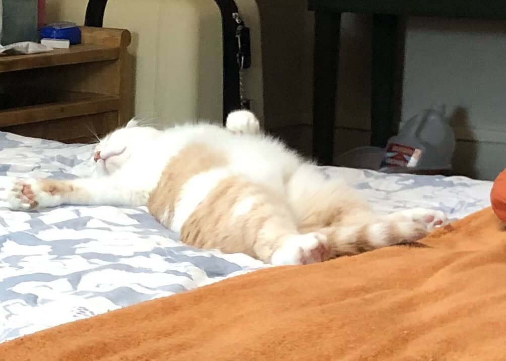 Cal the cat relaxes after a day on the road