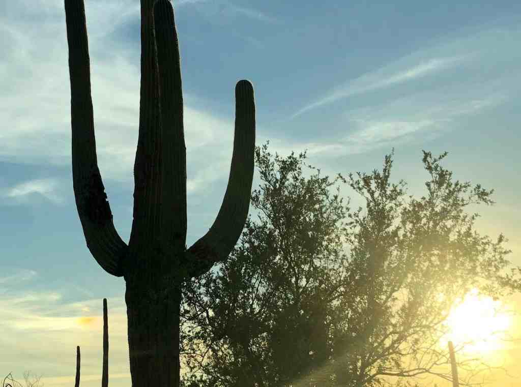 Best Time to Visit Saguaro National Park