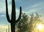 Best Time to Visit Saguaro National Park