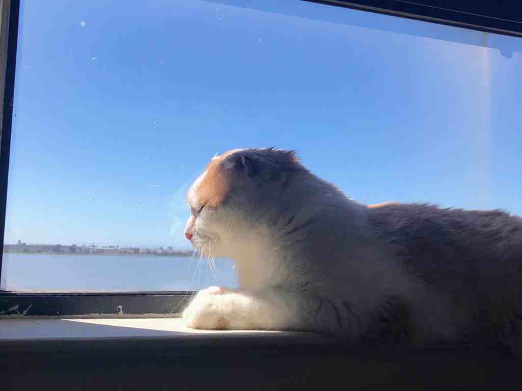 Cal the cat overlooks the San Francisco Bay 