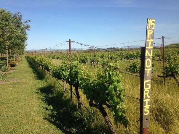 Grape vines in Napa, California 