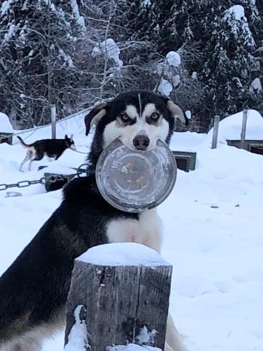 winter activities in Alaska: Dog Sledding