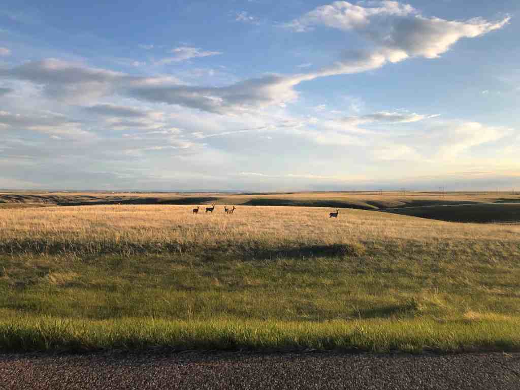 Wildlife outside of Great Falls, Montana