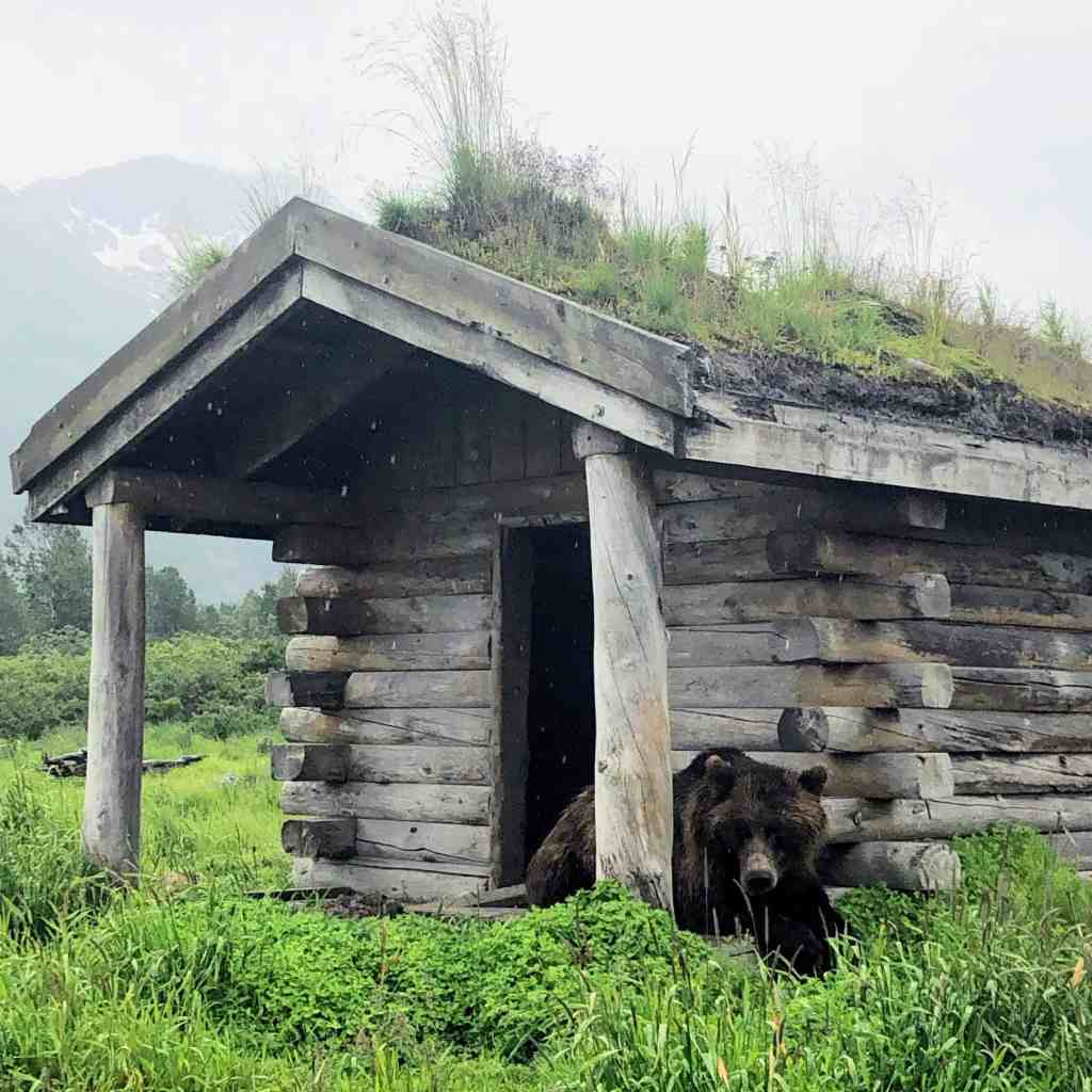 Black bear at the Alaska Wildlife Conservation Center