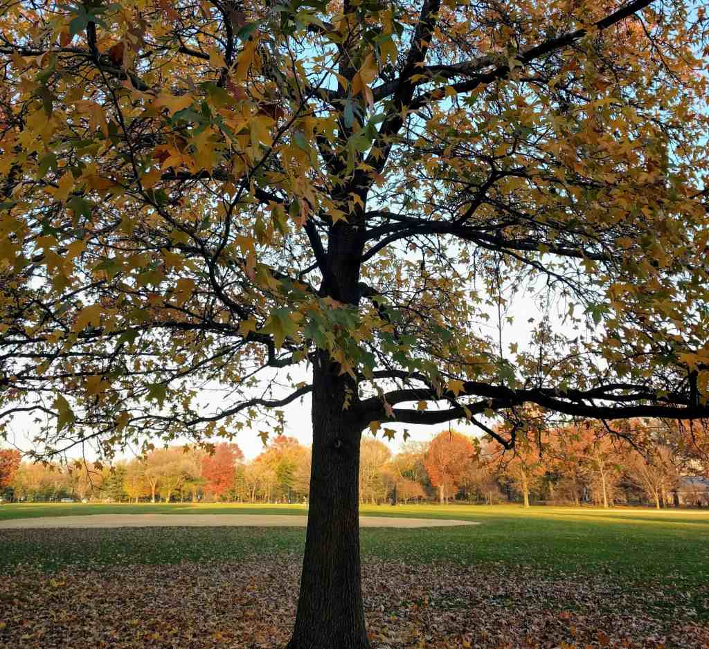 New York City - Central Park