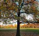 New York City - Central Park