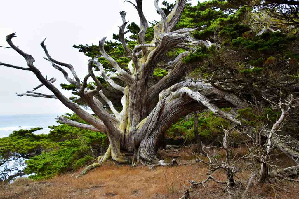 Parks in California - Point Lobos State Natural Reserve