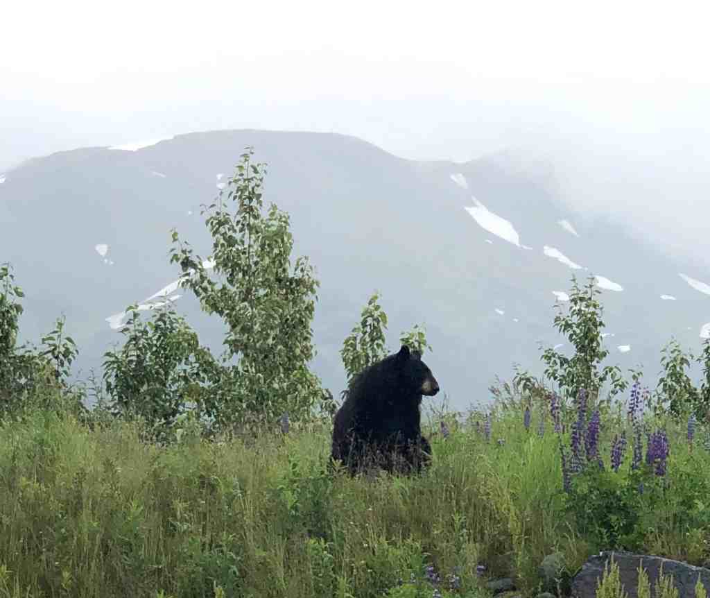 Alaskan Wildlife - Black bear outside of Anchorage