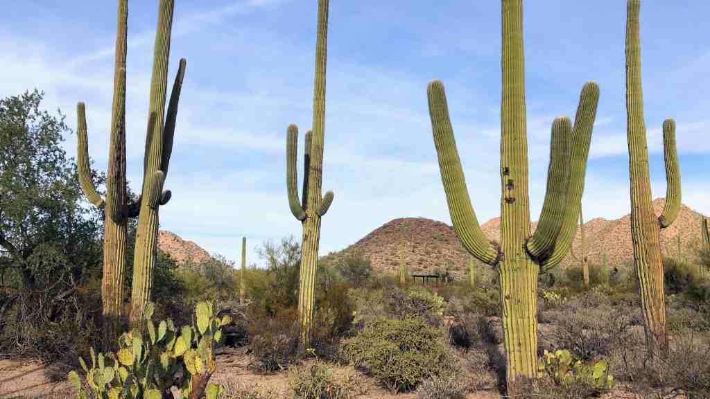 Saguaro National Park - Arizona