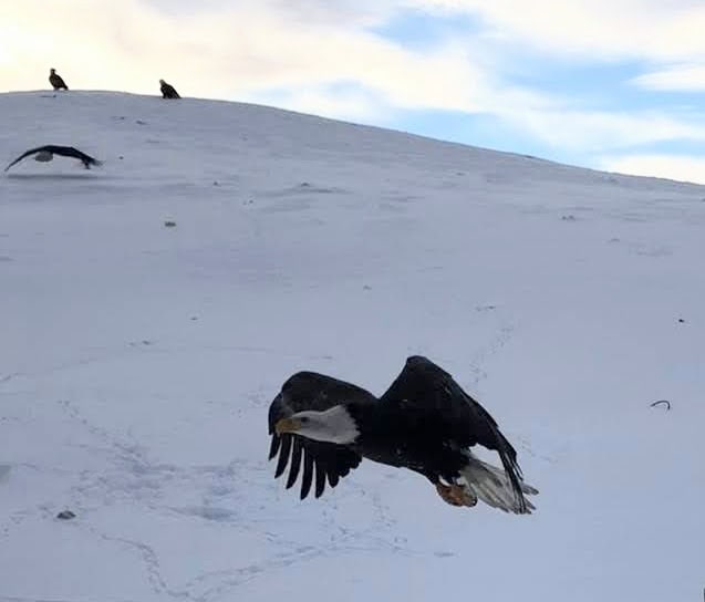 Winter in Alaska - bald eagle migration 