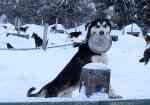 Things to do in Fairbanks, Alaska in December: Dog Sledding