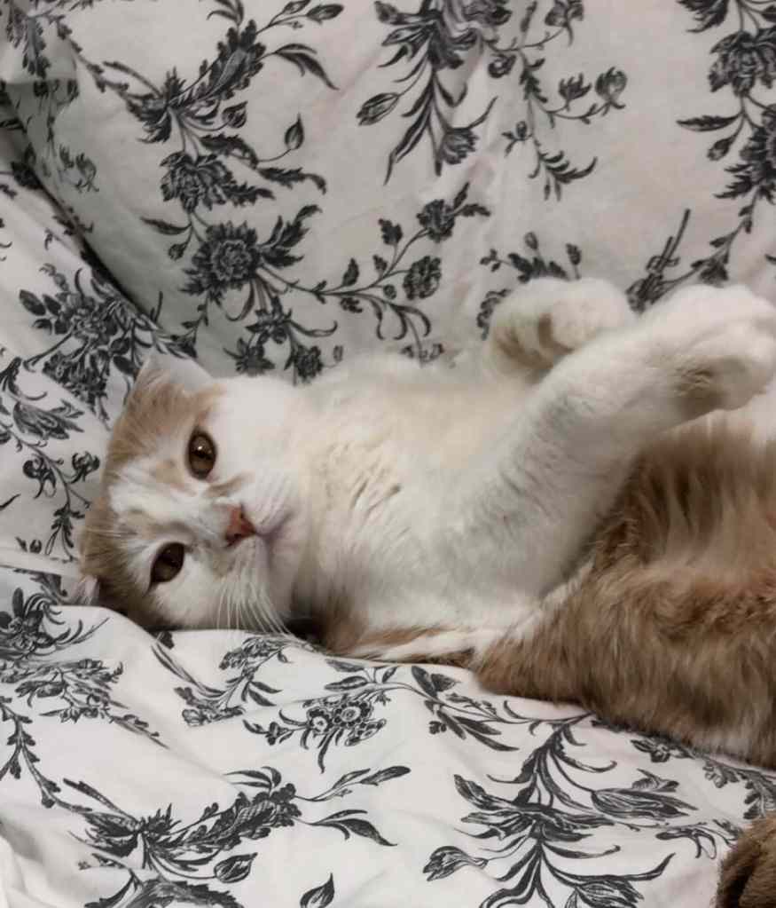 Cal the cat sleeps in an Airbnb in Austin, TX