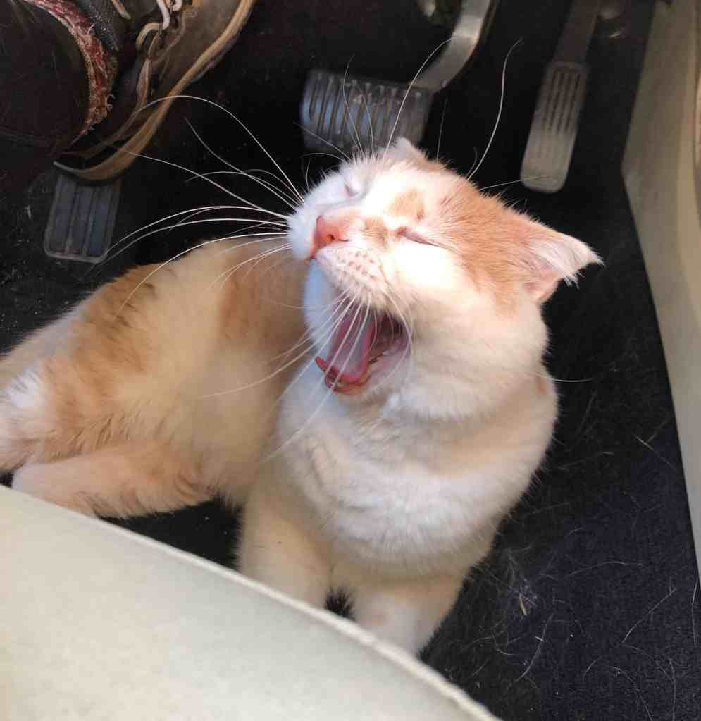 Road Trip with a Cat - importance of the cat carrier