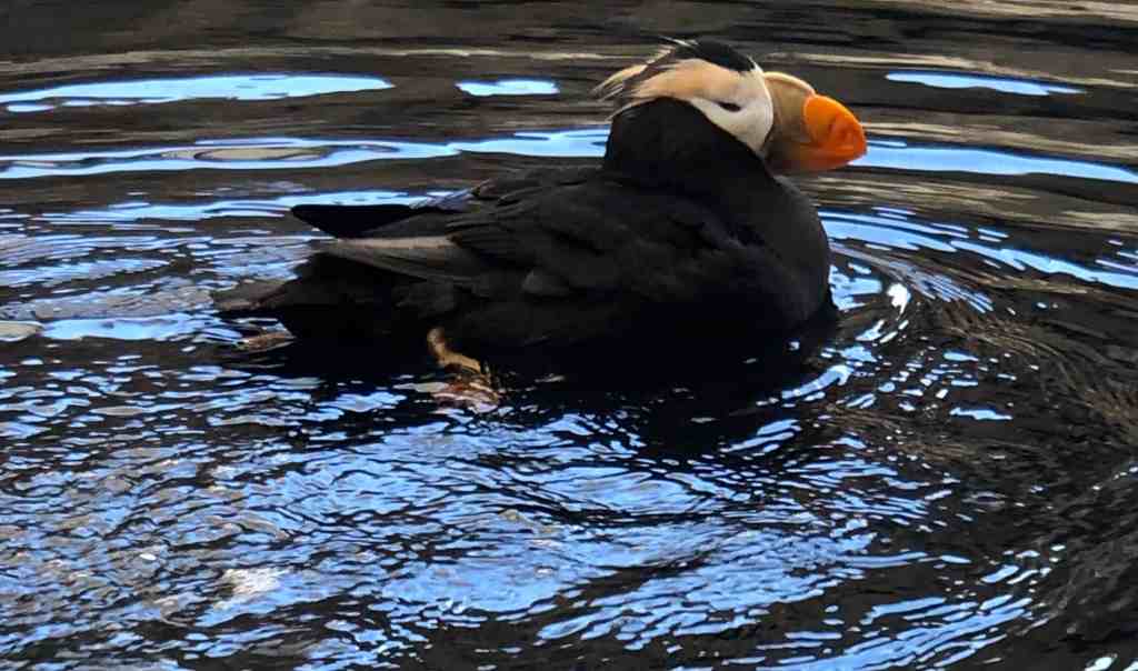 Puffin, Summer in Alaska