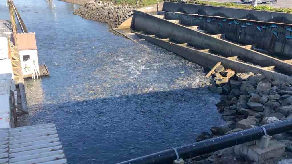 Anchorage Itinerary - Visit a salmon fishery 