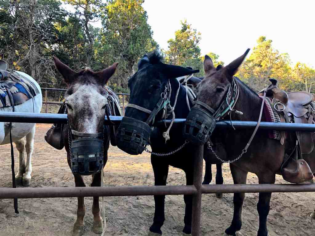 Grand Canyon National Park - Mule Rides