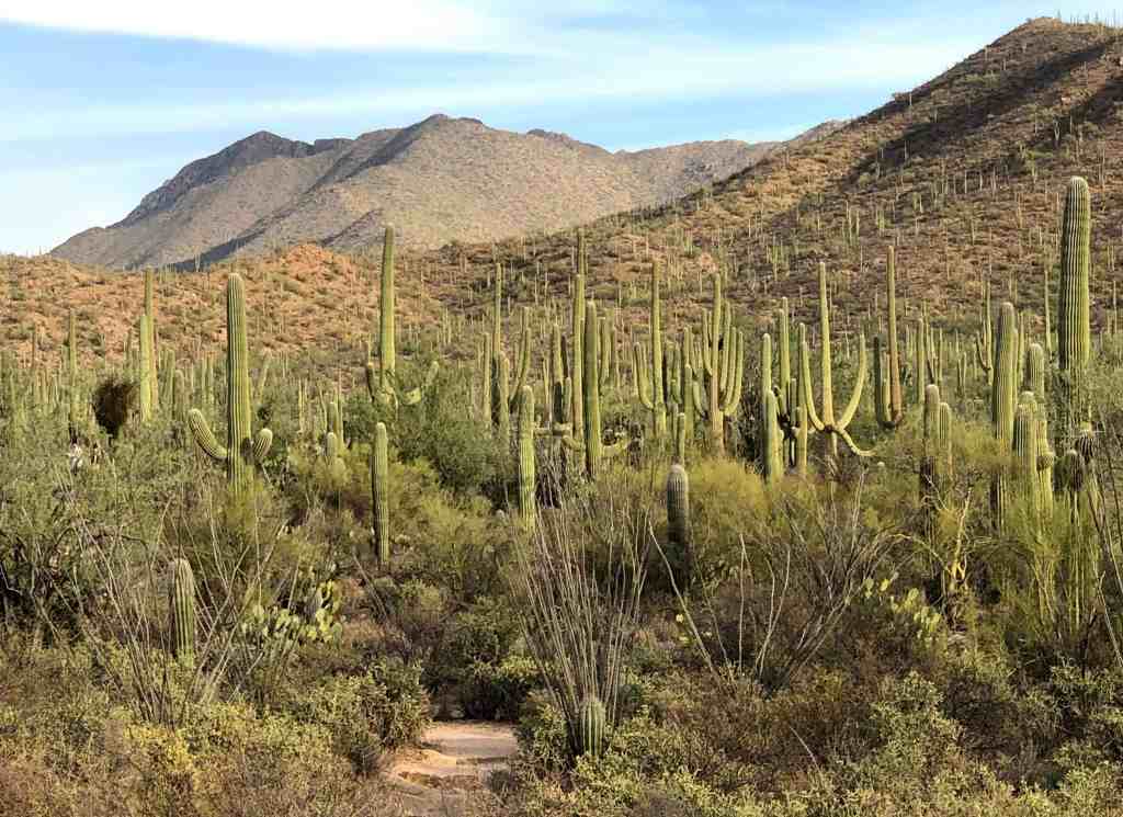 Saguaro National Park - grove of giant saguaros 