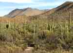 Saguaro National Park - grove of giant saguaros