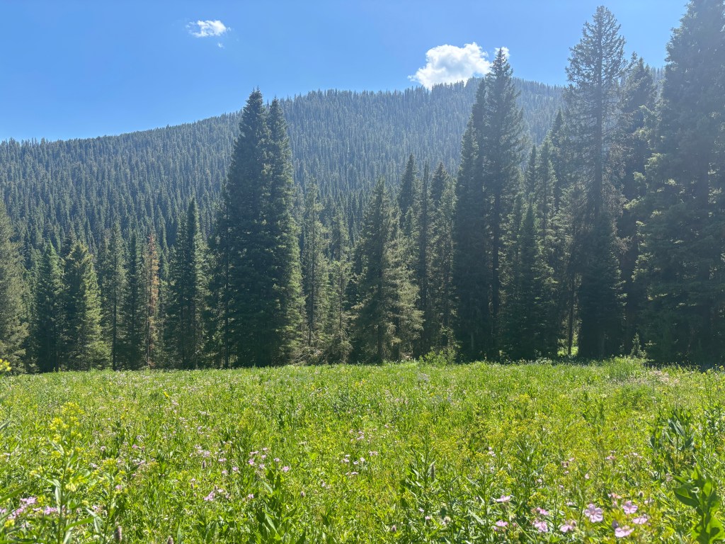 Hiking near Jackson, WY in the summertime